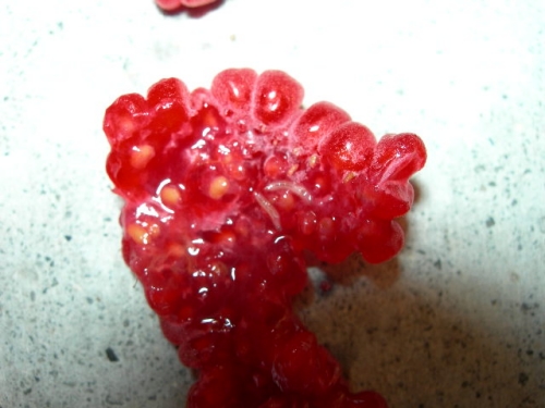 Two Drosophila biarmipes larvae embedded in a raspberry fruit.  They are the long white objects in the center of the photograph.