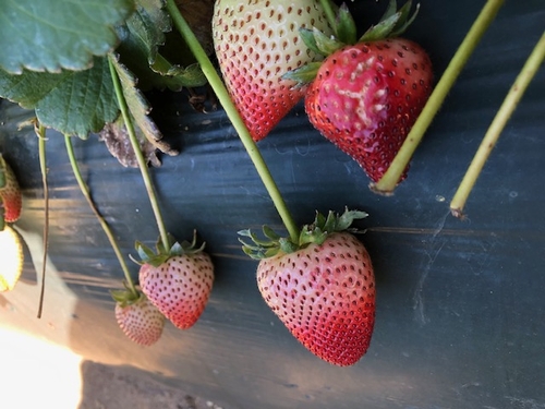 Damaged strawberry with less mature, undamaged fruit in the hinterground.
