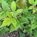 Photo 1:Note burnt edges of leaves - these canes are growing outside of protected tunnel culture.