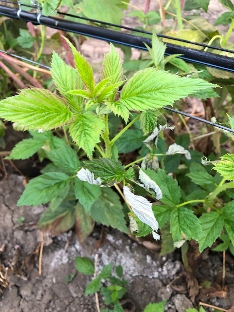 Photo 2: More burned leaves, not major, but still notable.