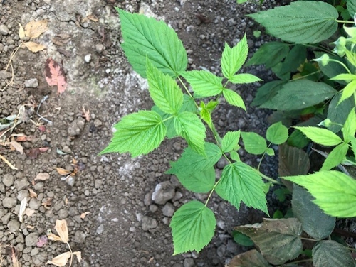 Photo 3: Just 30 feet away from the above photos, but under the cover of tunnel plastic, a primocane growing without any damage to the leaves whatsoever.