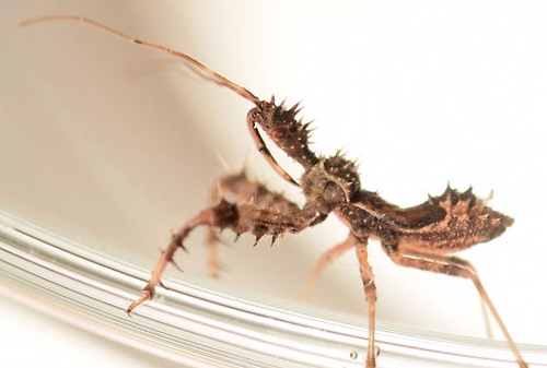 Fifth instar of spiny assassin bug - this looks a lot like what we have been finding in strawberry fields, especially towards the end of the season.