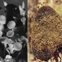 Botryotinia fuckeliana on the left (produced in the laboratory), Botrytis cinerea on the right (a mummified strawberry).