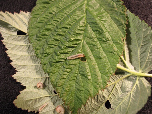 Raspberry sawfly larvae.