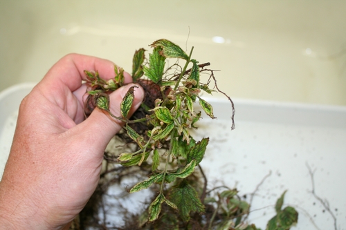 Glyphosate damage to young raspberry plant.