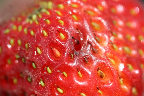 Hole in strawberry fruit excavated by sap beetles