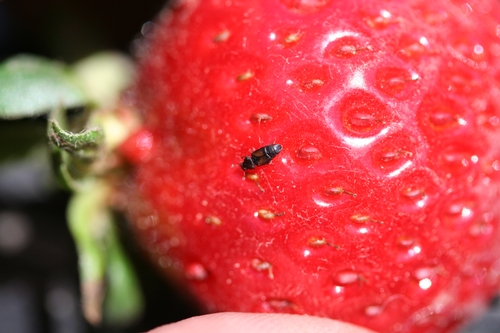 Close up of a sap beetle on a strawberry fruit.  Note how last three abdominal segments are not covered.  Additionally, the club shaped antennae are characteristic.