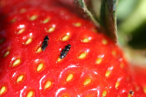 A pair of sap beetles on a strawberry fruit.
