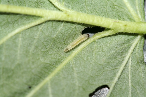 Close up of raspberry sawfly larva.  Note bristly appearance.