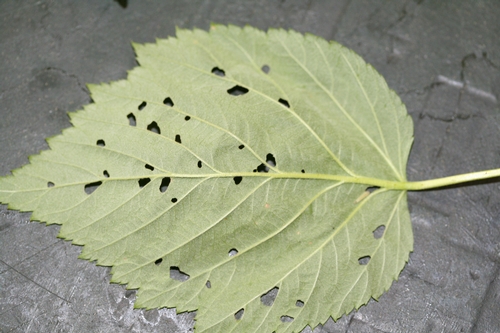 Feeding pattern of raspberry sawfly infestation.  Note scattershot nature of the holes across the leaf.  The larva from the picture above is nestled along the hole along the mid-vein at the far right of the leaf.