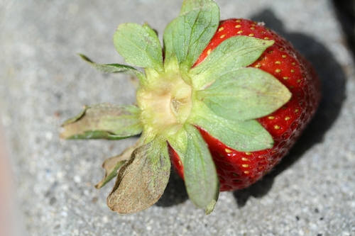 Overview of browned calyx.