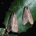 California oakworm adult moths.  These are harmless to berries.