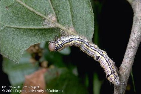 California oakworm larva.