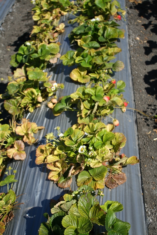 Picture of yellow strawberry plants in Castroville field.  Note washed out, almost bleached appearance coupled with uneven distribution in affected area.