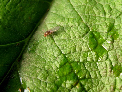 Drosophila biarmipes female feeding on recently applied GF120 Fruit Fly Bait.