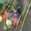 Photo courtesy Steven Koike, UCCE.  Rhizopus rot on strawberry.  Note the mature, black sporangia.
