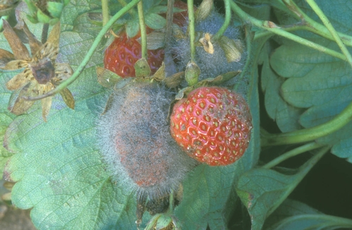 Photo courtesty Steven Koike, UCCE.  Mucor rot on strawberry.  Note sporangia which appear to be lined up in parallel rows or stands of this fungus.