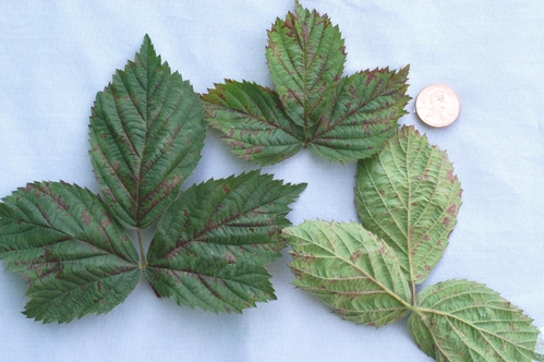 Downy mildew on surface of blackberry leaf.  Note delimiting of purple blotches associated with the pathogen.