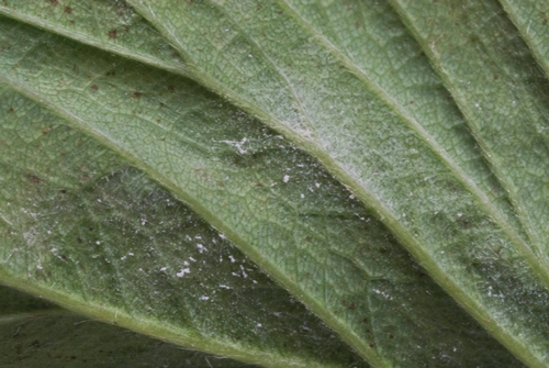 Photo 2: Close up of powdery mildew on a strawberry leaf.  Photo courtesy of Steven Koike.
