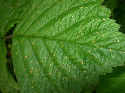 Phytotoxicity of Shark herbicide on non-target leaf.  Since the droplets landing on the leaf were very small, damage is limited.