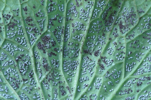 Slime mold colonization of wasabi leaf. Photo courtesy Steven Koike, UCCE.