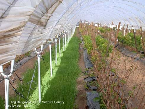Cover crop growing in the anchor row in caneberry tunnel production.  Photo Oleg Daugovish, UCCE.