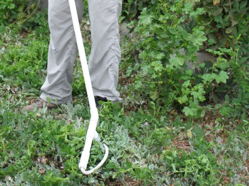 Photo 2: Demonstration of ropewick applicator.  Roundup mix, stored in handle, seeps out rope at bottom of applicator.