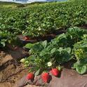 Announcing a series of meetings on the principles of strawberry cultivation to be held over the production season 2013-2014.