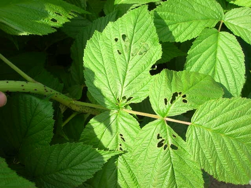 Note how holes on leaves are spread out over leaf area, and no webbing found.