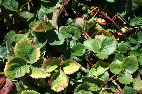 Photo 2: Strawberry leaf yellowing, but note how green and fresh the new leaves look - a real tell for nitrogen deficiency.  Margin discoloration and burning of the older leaves sure to be a product of the high levels of sodium and chloride.