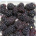 2013 Cost and Return Study now available for fresh market blackberries on the Central Coast.