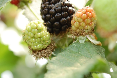 Leafroller webbing on mature fruit.