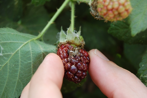 Result of leafroller webbing in between developing fruit.  Fruit is malformed and unmarketable.