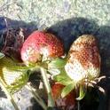 Damage to strawberry fruit by Chateau sprayed directly on top - don't do this!  Photo courtesy Oleg Daugovish - UCCE.