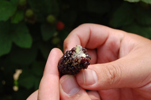 Webbing plus leafroller on fruit.  Fruit would not be marketable, and leafroller larvae has a high probability of ending up in the basket and heading to market.