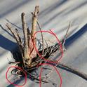 J rooted strawberry transplant showing roots exposed to the open air from improper placement in the hole.