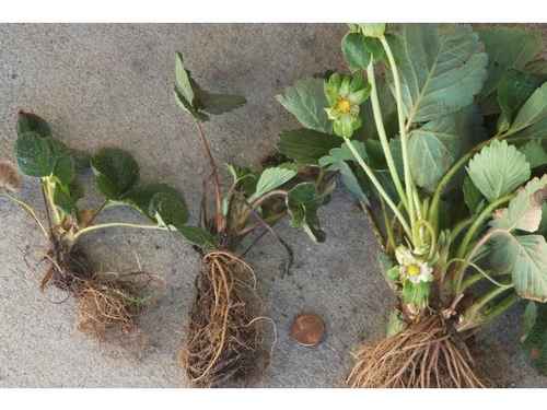 Salt affected plants from the Coachella Valley.  Stunted plants on left with dying leaves, larger healthy plant on right is showing less damage.  Photo Steven Koike, UCCE.