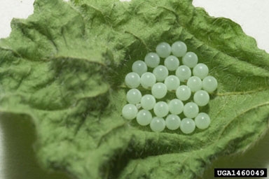 Figure 1: Brown marmorated stink bug eggs.
