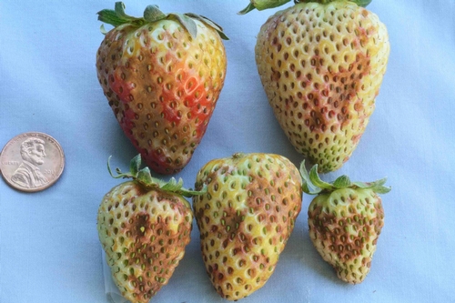 Photo courtesy Steven Koike, UCCE. Upper surface of strawberry fruit injured by Diazinon 2E.