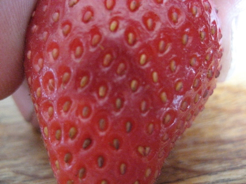 Bruise typical of spotted wing drosophilid infestation in strawberry.  The dark area is quite soft to the touch.