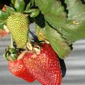Heat/sun damage on fruit.  Note similarity of leaf symptoms to the two examples above.