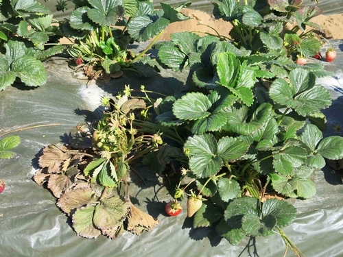 Figure 3. Strawberry plants with Fusarium wilt will eventually die. Photo Steven Koike, UCCE.