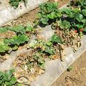 Strawberries zapped by Fusarium in May, 2014. Photo courtesy Steven Koike, UCCE.