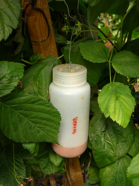 500 ml Nalgene bottle trap properly placed mid-height in the raspberry hedgerow.