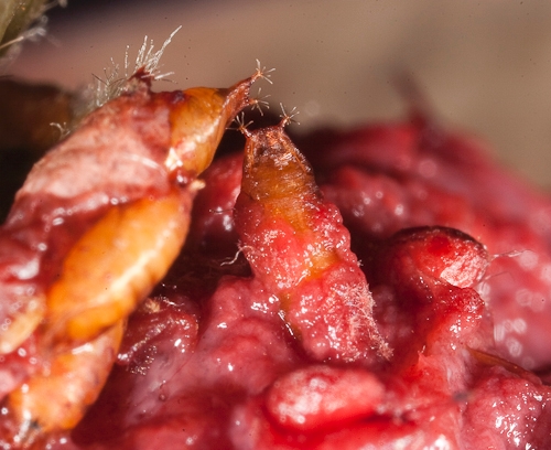 Spotted wing drosophila pupae on rotten strawberry fruit.  Note that pupation of spotted wing drosophila has been observed taking place on and away from fruit.