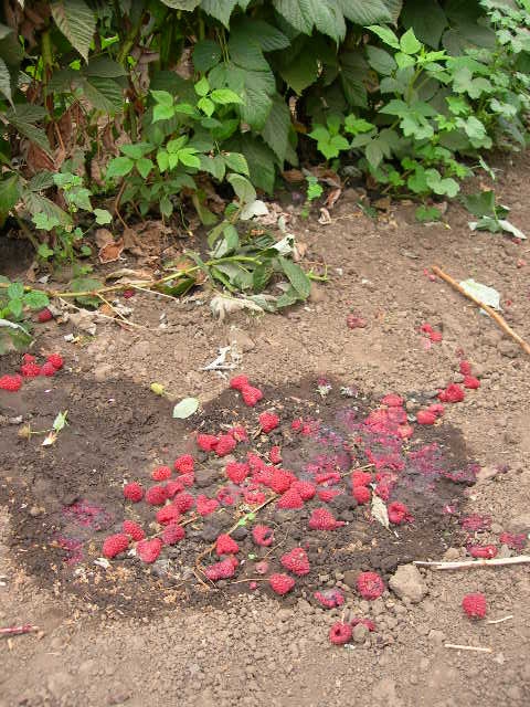 Raspberry fruit discarded in the field.  Well infested with spotted wing drosophila- above two pictures were taken from this pile.  Addition of moisture from leaking irrigation tape makes the situation even more amenable to vinegar flies.