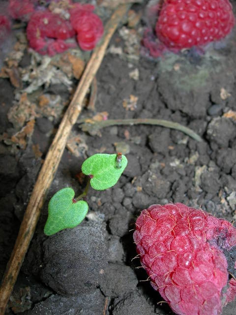 Spotted wing drosophila male on mallow seedling in vicinity of discarded raspberry fruit.