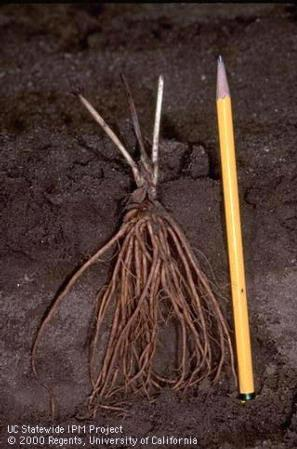 Strawberry transplant showing correct positioning of the roots and depth of planting.  UC Statewide IPM Program.