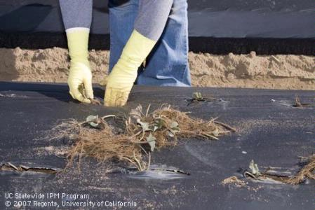 Planting into a slotted bed.  UC Statewide IPM Program.