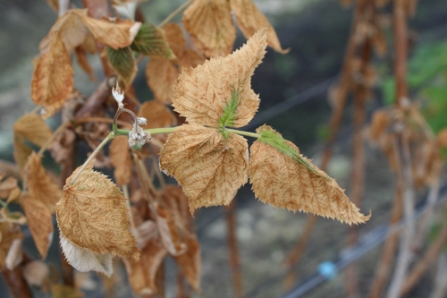 Sodium chloride damage in raspberry.  Note heavily burned leaf margins, to the extent that very little green remains.